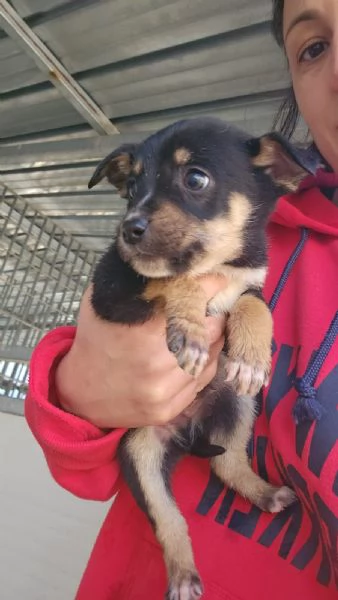 Stromboli 2 mesi taglia contenuta  | Foto 4