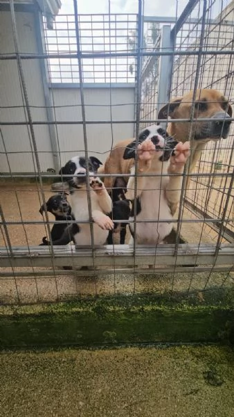 Stromboli 2 mesi taglia contenuta  | Foto 3