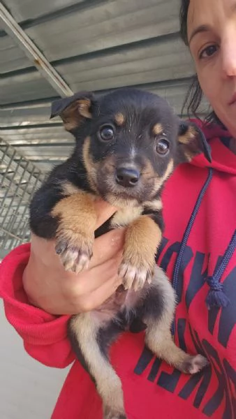 Stromboli 2 mesi taglia contenuta  | Foto 2