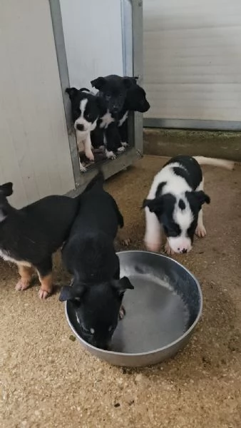 Stromboli 2 mesi taglia contenuta  | Foto 1