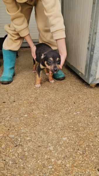 Stromboli 3 mesi taglia contenuta  | Foto 3