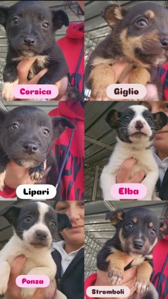 Stromboli 2 mesi taglia contenuta 