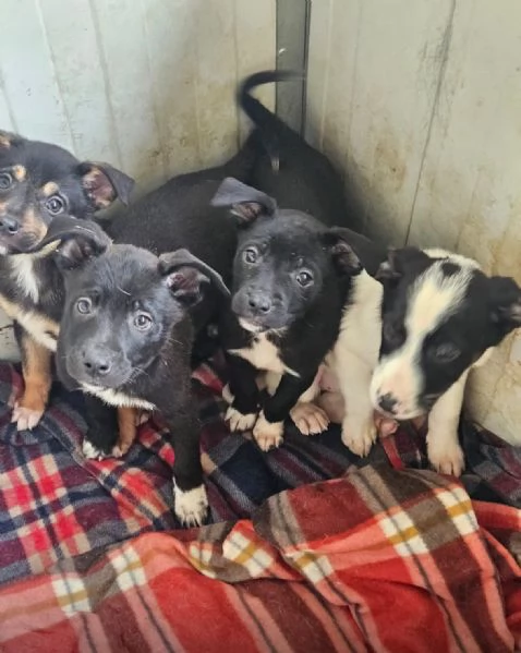 Stromboli 3 mesi taglia contenuta  | Foto 2