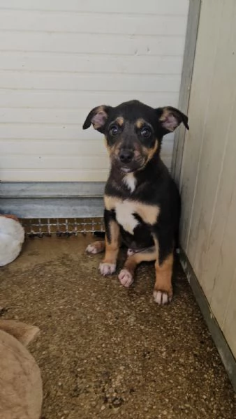 Stromboli 3 mesi taglia contenuta  | Foto 1