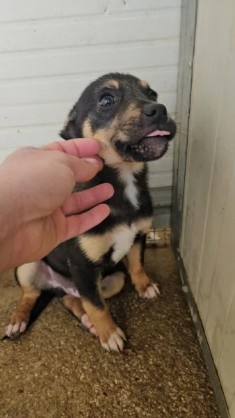 Stromboli 3 mesi taglia contenuta 