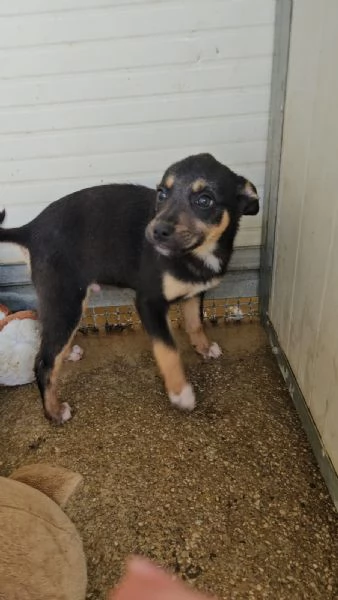 Stromboli 3 mesi taglia contenuta  | Foto 0