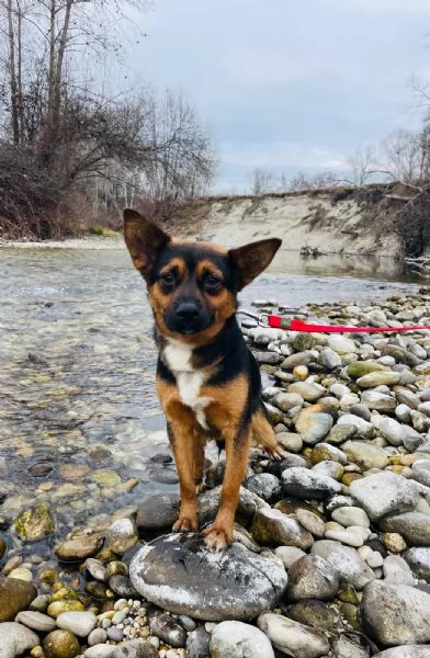 Lucio 1 anno taglia piccola socievole 