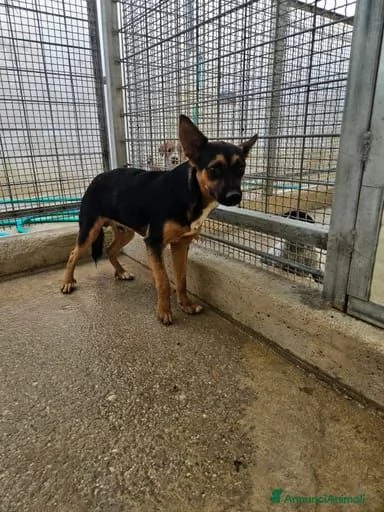 Lucio 1 anno taglia piccola socievole  | Foto 4