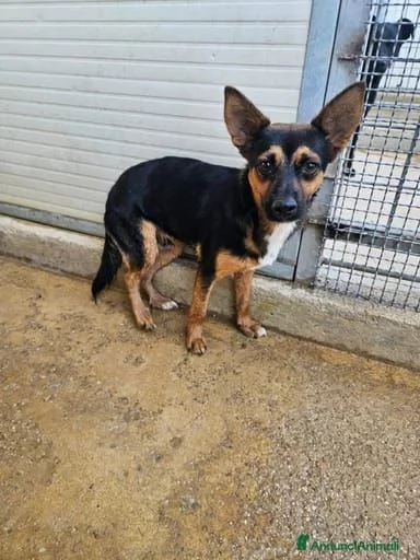 Lucio 1 anno taglia piccola socievole  | Foto 3