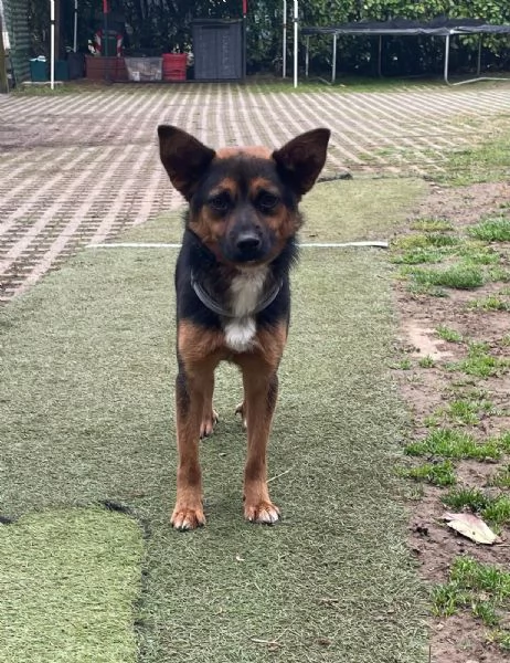 Lucio 1 anno taglia piccola socievole  | Foto 2