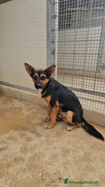 Lucio 1 anno taglia piccola socievole  | Foto 1