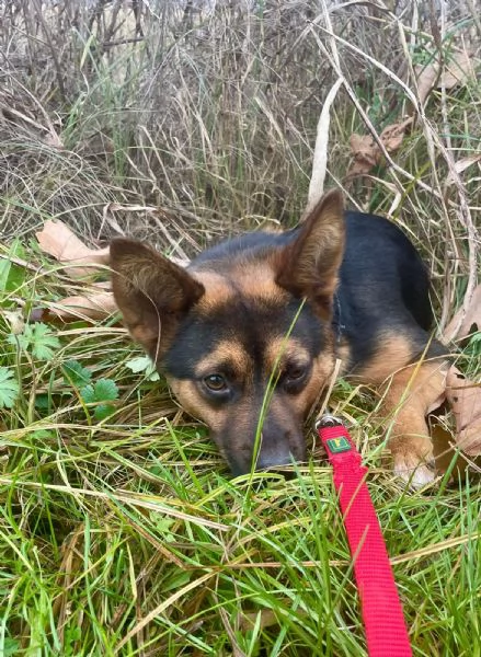 Lucio 1 anno taglia piccola socievole  | Foto 0