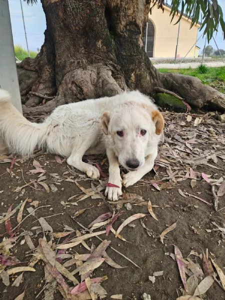 Ugo 1 anno taglia grande socievole e affettuoso  | Foto 6