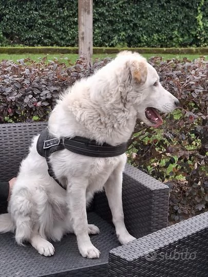 Ugo 1 anno taglia grande socievole e affettuoso  | Foto 4