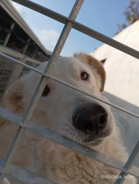 Ugo 1 anno taglia grande socievole e affettuoso  | Foto 4