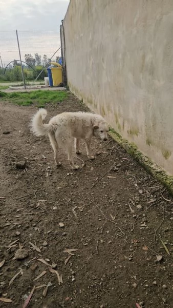 Ugo 1 anno taglia grande socievole e affettuoso  | Foto 3