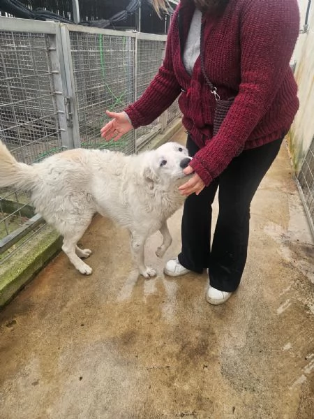 Ugo 1 anno taglia grande socievole e affettuoso  | Foto 3