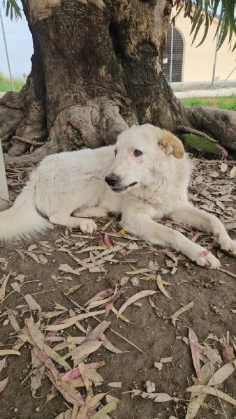 Ugo 1 anno taglia grande socievole e affettuoso  | Foto 2