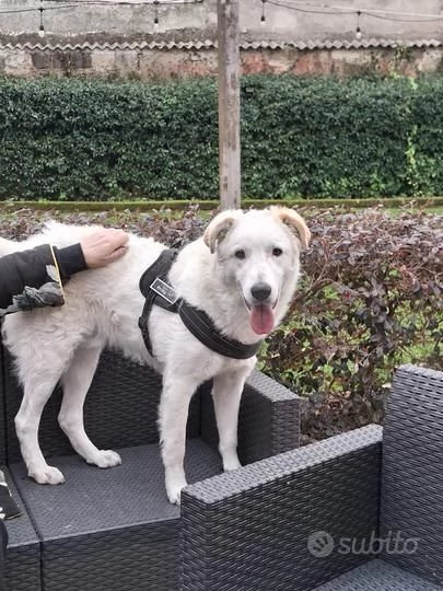 Ugo 1 anno taglia grande socievole e affettuoso 