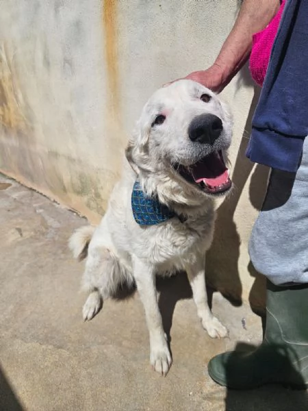 Ugo 1 anno taglia grande socievole e affettuoso 