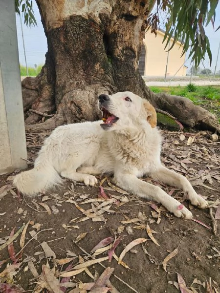Ugo 1 anno taglia grande socievole e affettuoso  | Foto 1