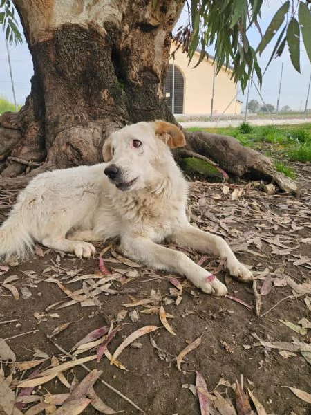 Ugo 1 anno taglia grande socievole e affettuoso  | Foto 0