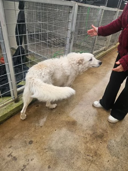 Ugo 1 anno taglia grande socievole e affettuoso  | Foto 0