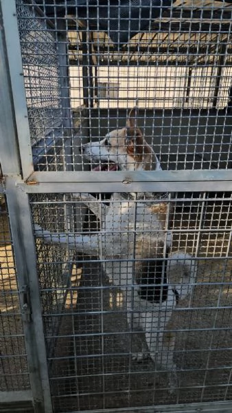 India cerca nuova famiglia dolce e socievole  | Foto 6