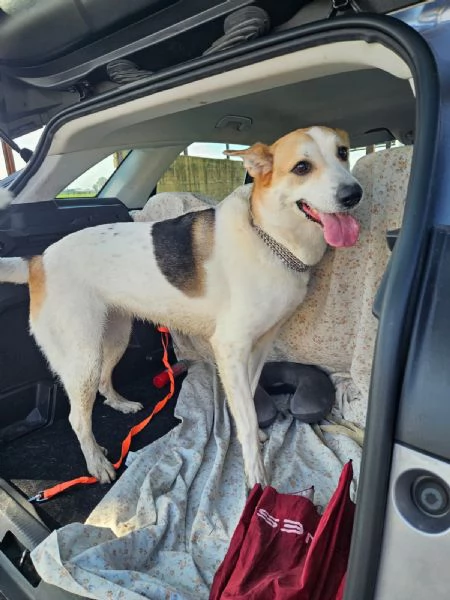 India cerca nuova famiglia dolce e socievole 