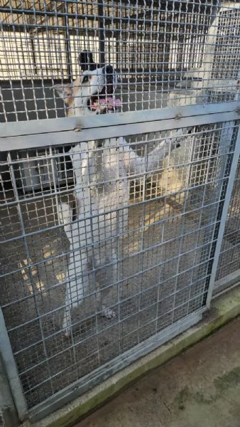 India cerca nuova famiglia dolce e socievole  | Foto 4