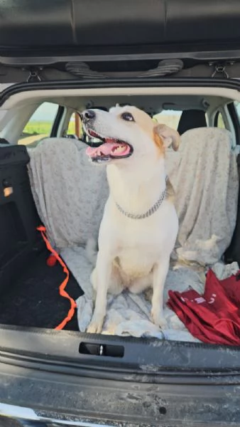 India cerca nuova famiglia dolce e socievole  | Foto 3