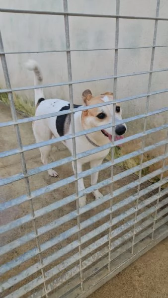 India cerca nuova famiglia dolce e socievole  | Foto 1