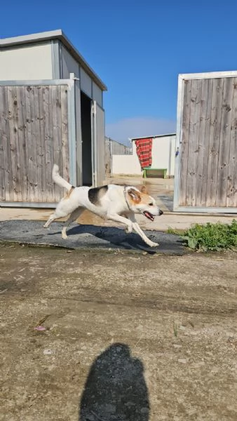 India cerca nuova famiglia dolce e socievole  | Foto 0