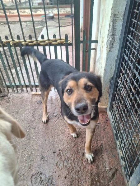 Gigio 2 anni socievole e affettuoso  | Foto 6