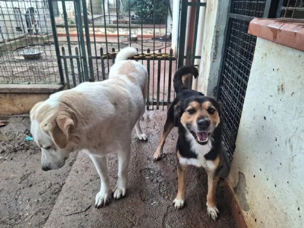 Gigio 2 anni socievole e affettuoso  | Foto 3