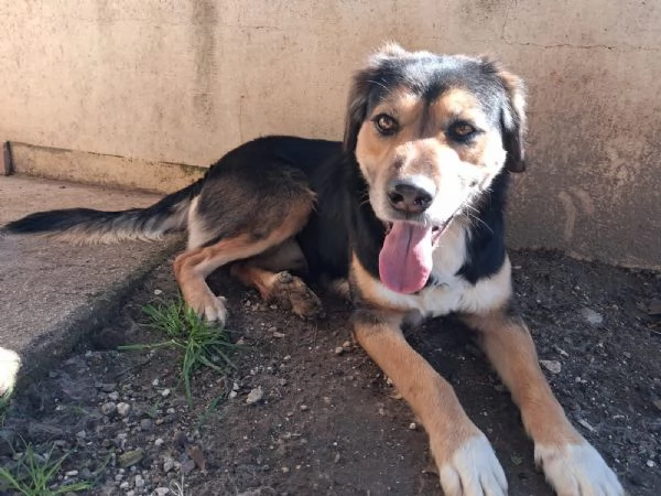 Gigio 2 anni socievole e affettuoso  | Foto 0