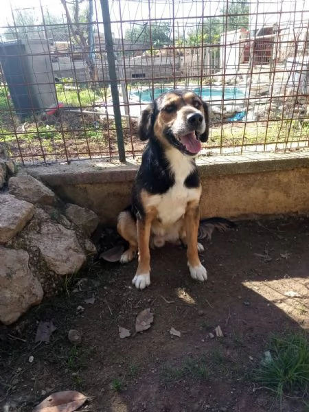 Gigio 2 anni socievole e affettuoso  | Foto 1