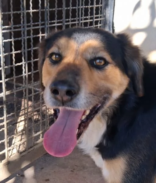 Gigio 2 anni socievole e affettuoso 