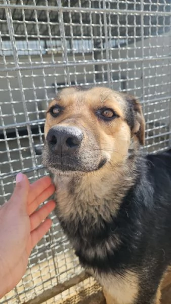 Andrea 2 anni timido e dolce con tutti | Foto 1