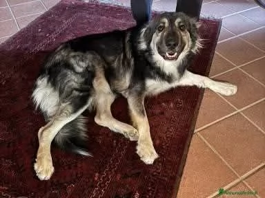 Cora non la vogliono piugrave Urgente  | Foto 5