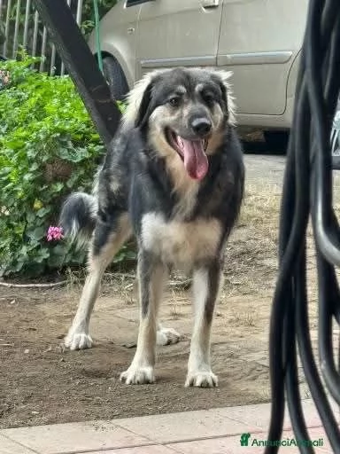 Cora non la vogliono piugrave Urgente  | Foto 1