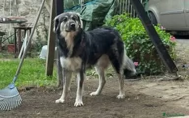 Cora non la vogliono piugrave Urgente  | Foto 0