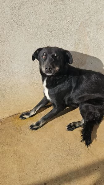 Carlo 2 anni taglia media timido e riservato | Foto 5