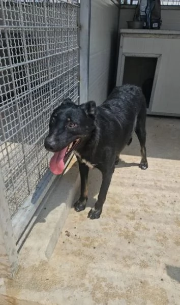 Carlo 2 anni taglia media timido e riservato | Foto 4