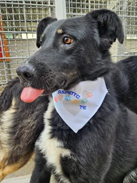 Carlo 2 anni taglia media timido e riservato 