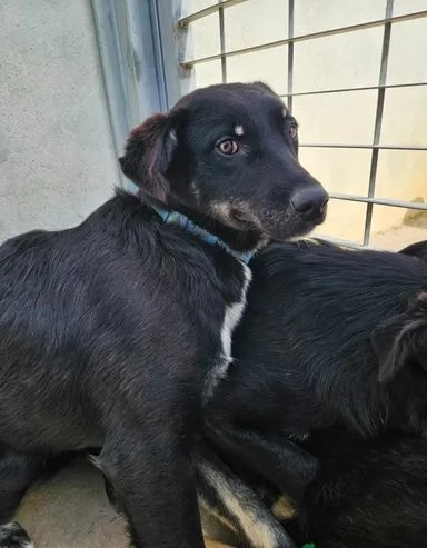 Carlo 2 anni taglia media timido e riservato | Foto 3