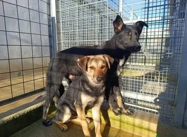 Carlo 2 anni taglia media timido e riservato | Foto 2