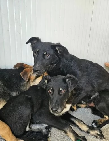 Carlo 2 anni taglia media timido e riservato | Foto 1