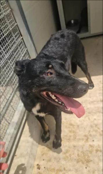 Carlo 2 anni taglia media timido e riservato