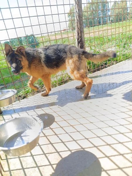 Arek cucciolone pastore tedesco socievole e dolce 